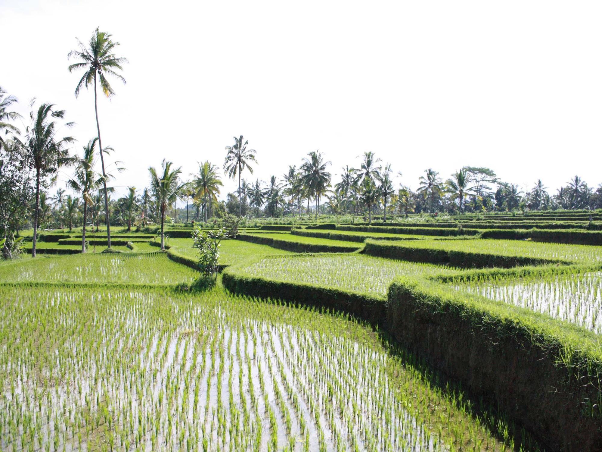 Hati Padi Cottages Ubud Esterno foto