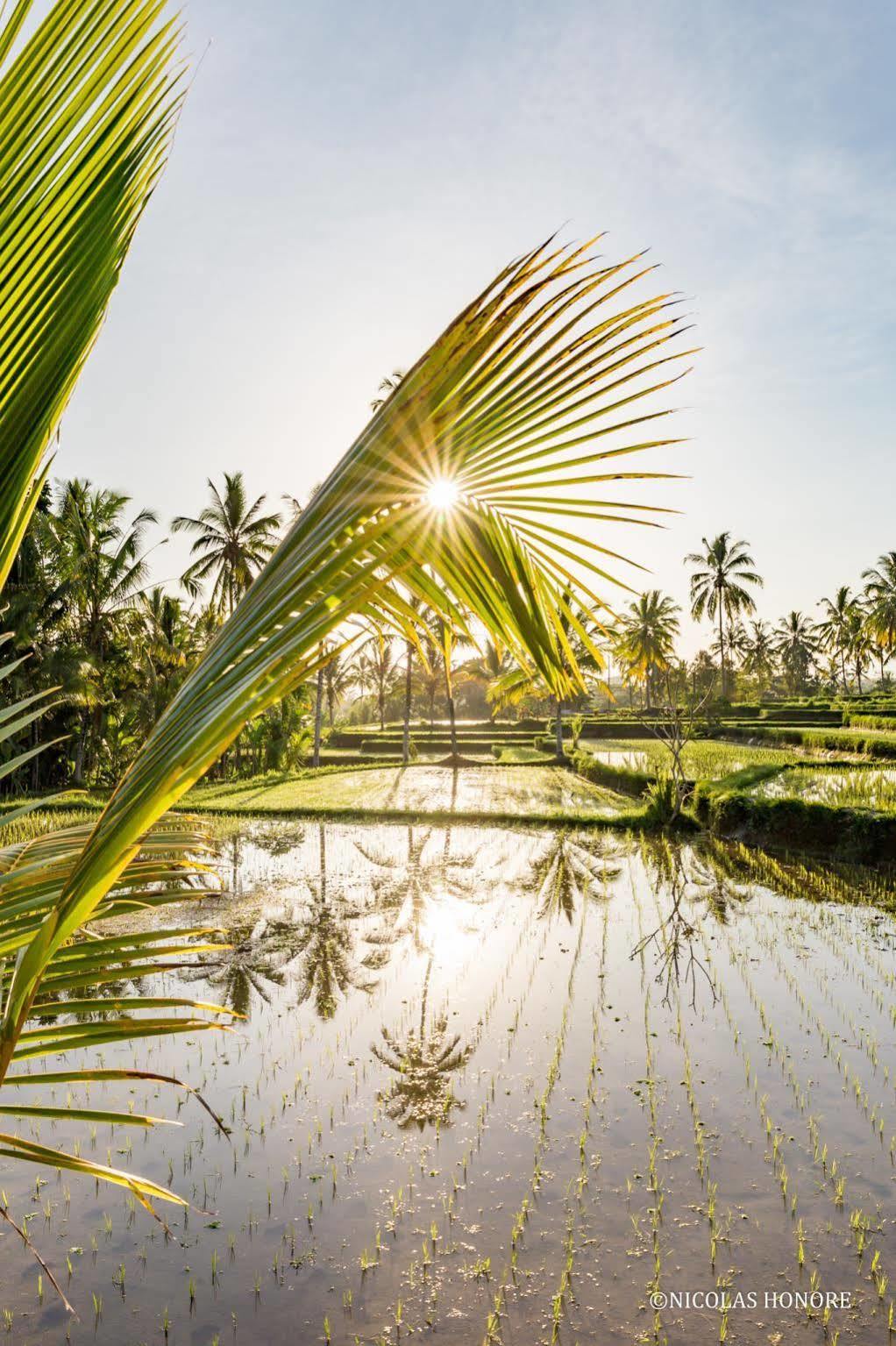 Hati Padi Cottages Ubud Esterno foto